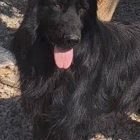 نربلک موبلند دوساله