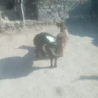 بره|حیوانات مزرعه|بیرجند, |دیوار