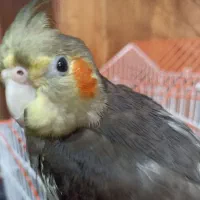 عروس هلندی گم شده