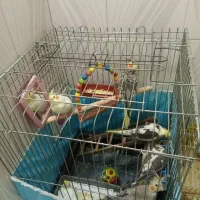 فروش پرنده