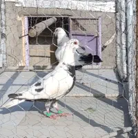 سینه مشهدی و یهودی سرخ