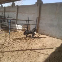 توله سگ|سگ|خمینیشهر, |دیوار