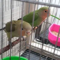 جوجه طوطی برزیلی