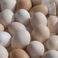 تخم مرغ و اردک