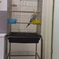 فروش عروس هلندی نر