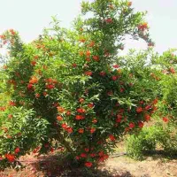 اجاره باغ انار با میوه