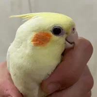 عروس هلندی ۲ماه ۱۵روزه