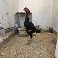 جوجه لاری تایلندی برزیلی|حیوانات مزرعه|محمدشهر, سیدآباد|دیوار