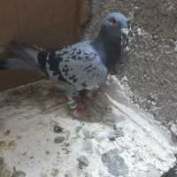 کبوتر|پرنده|ملارد, |دیوار