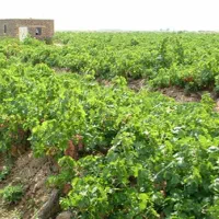 3هکتار باغ و زمین قزوین تاکستان روستای خرم آباد|فروش دفتر صنعتی، کشاورزی، تجاری|اسفرورین, |دیوار