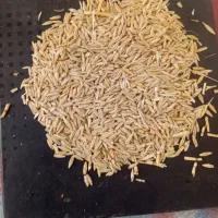 جو بذری
