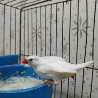 فنچ سفید|پرنده|کرمان, |دیوار