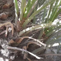 پاجوش برحی|گل و گیاه طبیعی|بندر ماهشهر, |دیوار