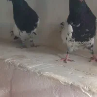 کله‌ی سیاه جفت|پرنده|ملکان, |دیوار
