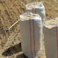 کاه گندم دیم کرستان|خدمات باغبانی و درختکاری|اردکان, |دیوار