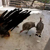 ۳عددبوقلمون ۲عدوساله ویه جوجه ۶ماهه