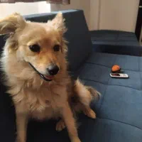 پامر روباهی تربیت شده|سگ|هشتگرد, شهرک بعثت|دیوار