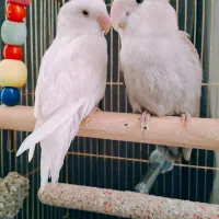 پرنده برزیلی