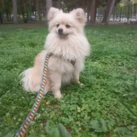 سگ گمشده