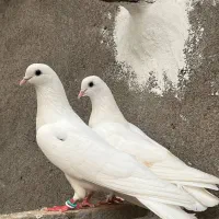 معاوضه یا فروش جفت کبوتر پرشی|پرنده|آمل, |دیوار