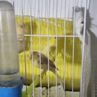 قناری ملنگو شاه طوطی کوتوله عروس هلندی