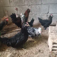 تعدادی نیمچه مرغ مینیاتوری و پاکوتاه