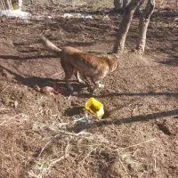 سگ مغان|سگ|لیسار, |دیوار