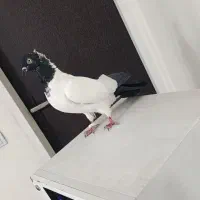 کفتر|پرنده|کرج, کمال‌شهر|دیوار