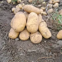 سیب زمینی بذری|خدمات باغبانی و درختکاری|جیرفت, |دیوار