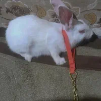 چهار عدد خرگوش