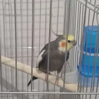 عروس پاریس سخنگو نر رقاص
