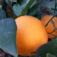 فروش نقدی ویکجا ۱۰تن تامسون روی درخت|عمده‌فروشی|ساری, |دیوار