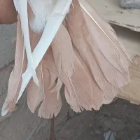 سلام جفت کفتر دم دار|پرنده|رفسنجان, |دیوار