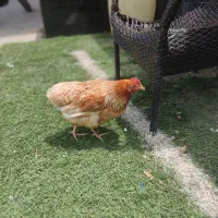 دو عدد مرغ گلین