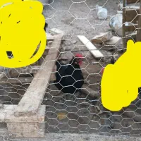 مرغ رسمی سیاه