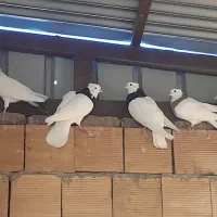 کبوتر  یا سیره