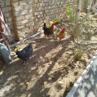 مرغ امسالی تخمگذار|حیوانات مزرعه|زنده رود, |دیوار