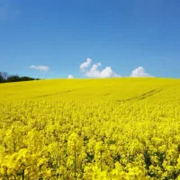 بذر کلزا نوع دلگان