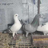 کبوترشامی ماده|پرنده|خرمآباد, |دیوار