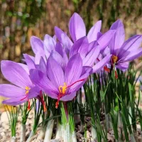 پاک کردن زعفران