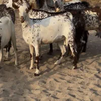 ذات صلال