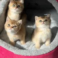 بچه گربه بریتیش ny11