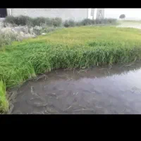 شلتوک