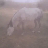 اسب مادیان|اسب و تجهیزات اسب‌سواری|نظر کهریزی, |دیوار