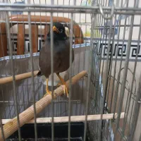 مینا سخنگو|پرنده|پاکدشت, پاکدشت (مامازند)|دیوار