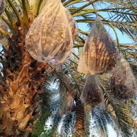 نهال خرمای برهی اصیل|خدمات باغبانی و درختکاری|رامهرمز, |دیوار