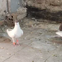 2تا کفتر نر پرشی  صید حریف|پرنده|مشهد, کوشش|دیوار