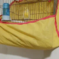 انواع پرنده