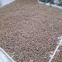 فروش گردو