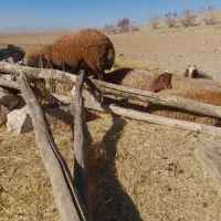 گوسفندمیش وبره|حیوانات مزرعه|کوهدشت, |دیوار